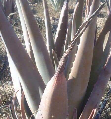 Aloe vera : que faire lorsque la feuille devient molle et marron ?