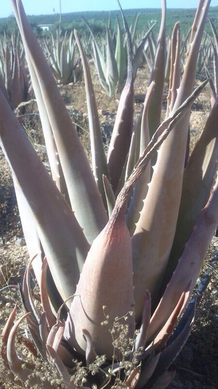 découvrez l'aloe vera molle marron, une plante aux multiples bienfaits pour la santé et la beauté. apprenez à l'utiliser dans vos soins quotidiens et à profiter de ses propriétés hydratantes et apaisantes.