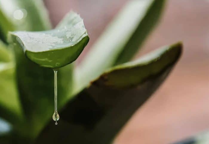 Comment récupérer le gel d’aloe vera : guide pratique