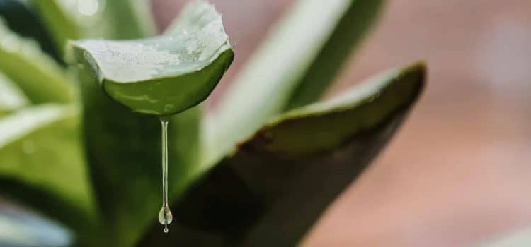 Comment récupérer le gel d’aloe vera : guide pratique