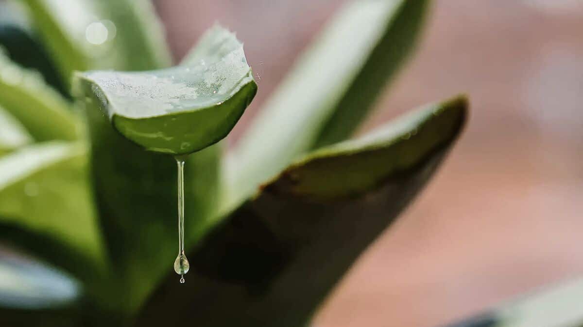 découvrez comment récupérer facilement le gel d'aloe vera pour profiter de ses nombreux bienfaits. suivez nos astuces pratiques et conseils d'experts pour obtenir un gel pur et naturel, idéal pour vos soins de peau et cheveux.