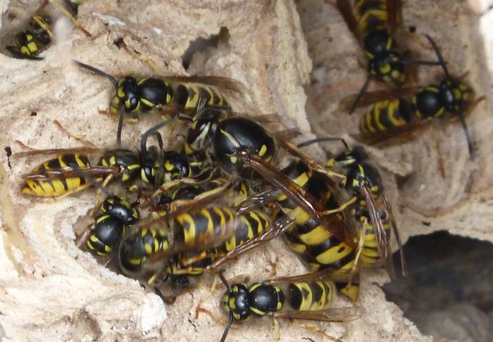 Durée de vie des guêpes enfermées : ce qu’il faut savoir