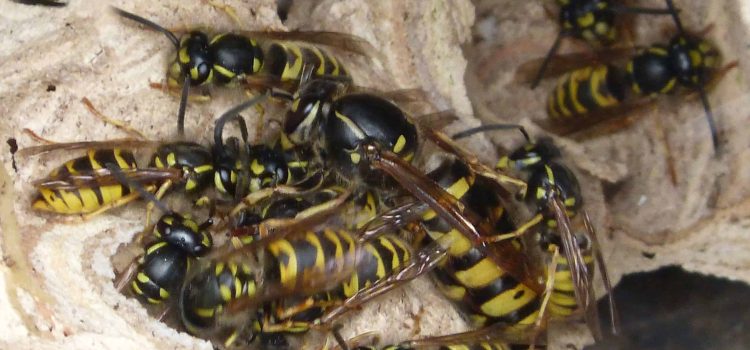 Durée de vie des guêpes enfermées : ce qu’il faut savoir