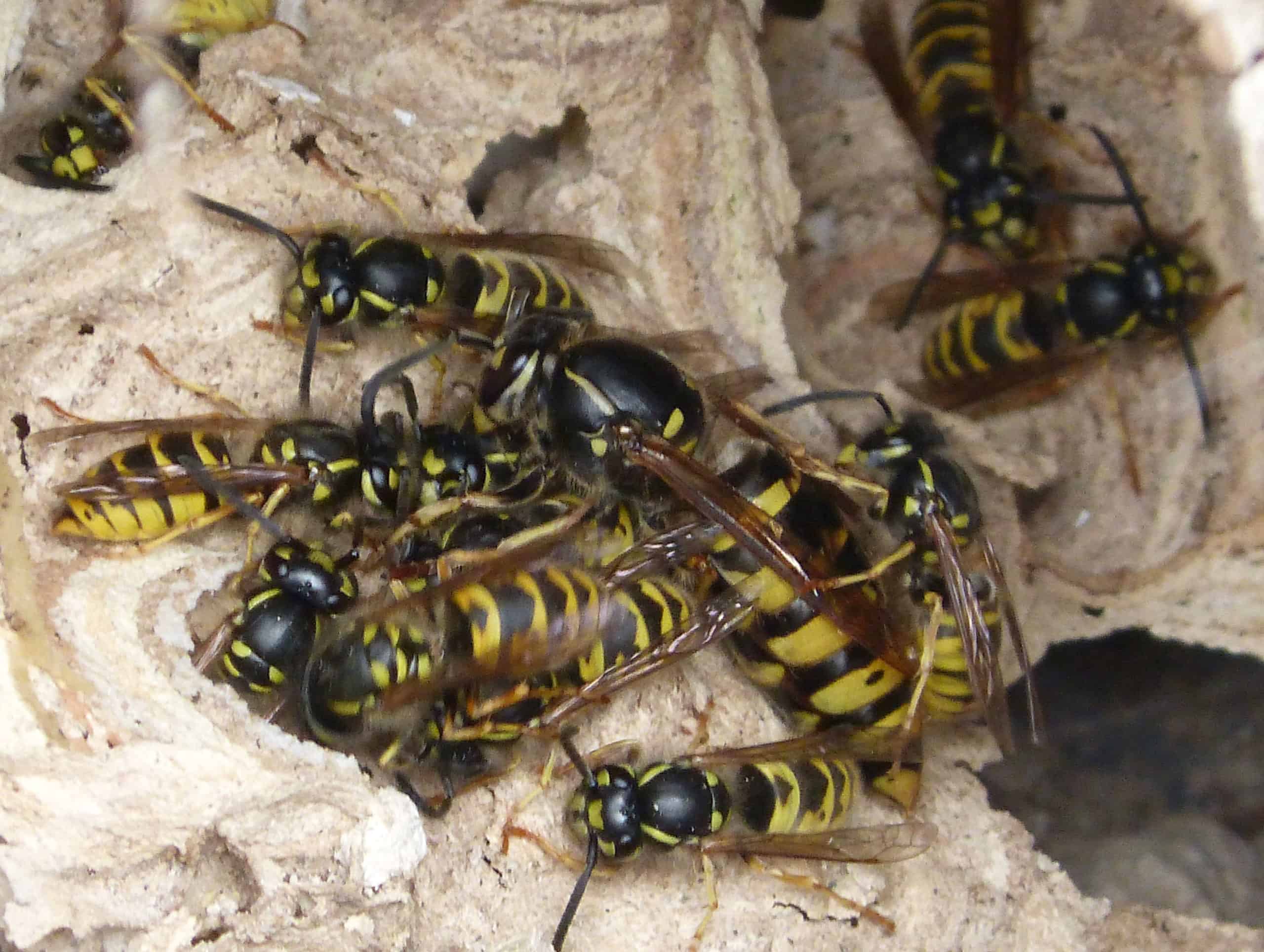 découvrez tout sur la durée de vie des guêpes, leurs cycles de vie, facteurs influençant leur longévité et astuces pour cohabiter en toute sécurité avec ces insectes fascinants.