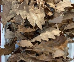 Les feuilles de chêne : caractéristiques et importance dans l’écosystème