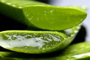 Aloe vera : que faire lorsque la feuille devient molle et marron ?