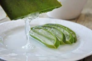 Aloe vera : que faire lorsque la feuille devient molle et marron ?