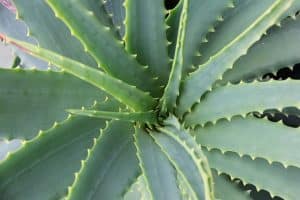 Aloe vera : que faire lorsque la feuille devient molle et marron ?