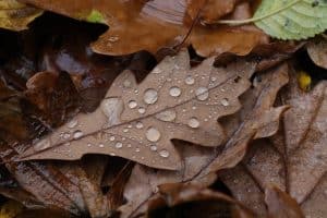 Les feuilles de chêne : caractéristiques et importance dans l'écosystème