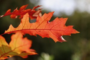 Les feuilles de chêne : caractéristiques et importance dans l'écosystème