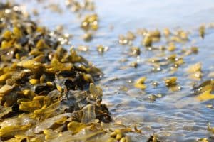 Comment traiter l'algue noire dans votre piscine