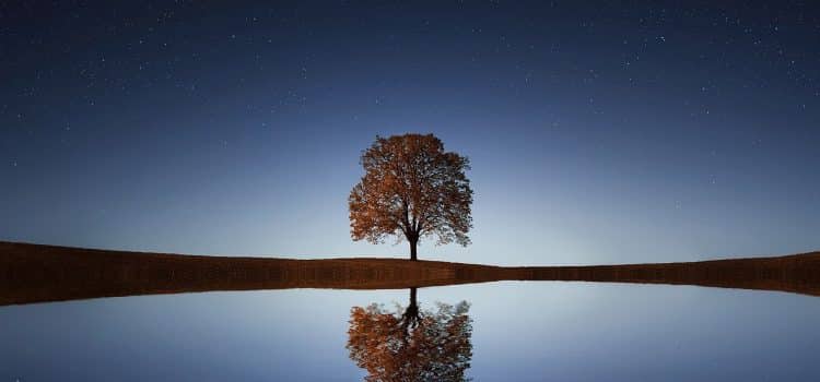 Hauteur d’un arbre : facteurs influençant sa croissance